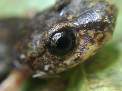 Speleomantes italicus