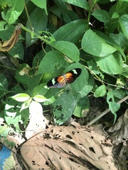 Heliconius melpomene malleti