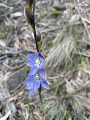 Thelymitra aristata