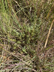 Pimelea spinescens