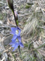 Thelymitra aristata