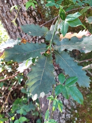 Quercus faginea
