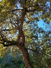 Quercus faginea