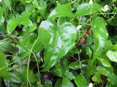 Clematis terniflora