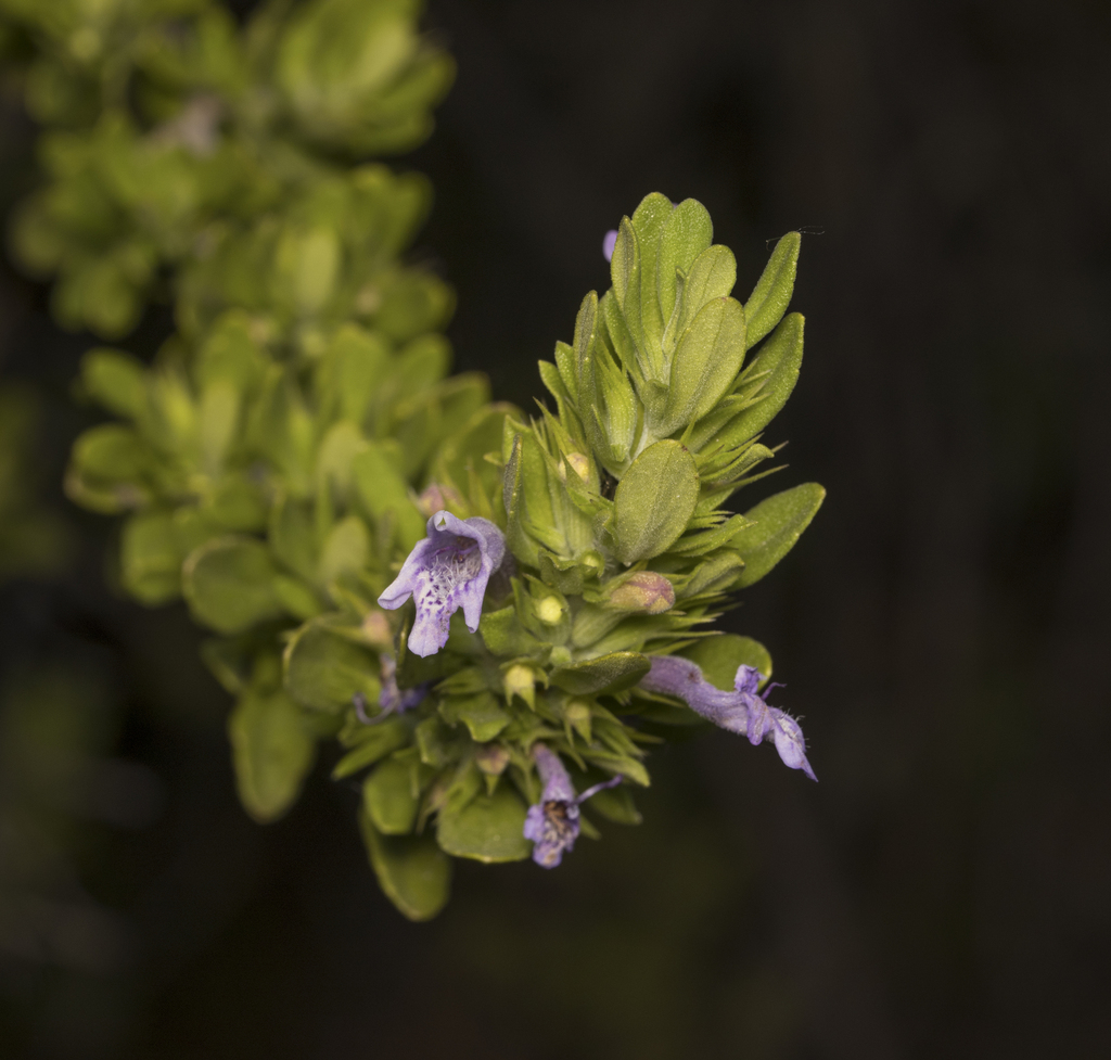 Menta de árbol