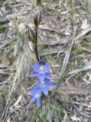 Thelymitra aristata