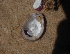 Haliotis coccoradiata