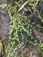 Stellaria crispa