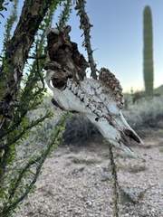 Odocoileus hemionus eremicus