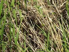 Phylidonyris novaehollandiae