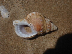 Ranella australasia