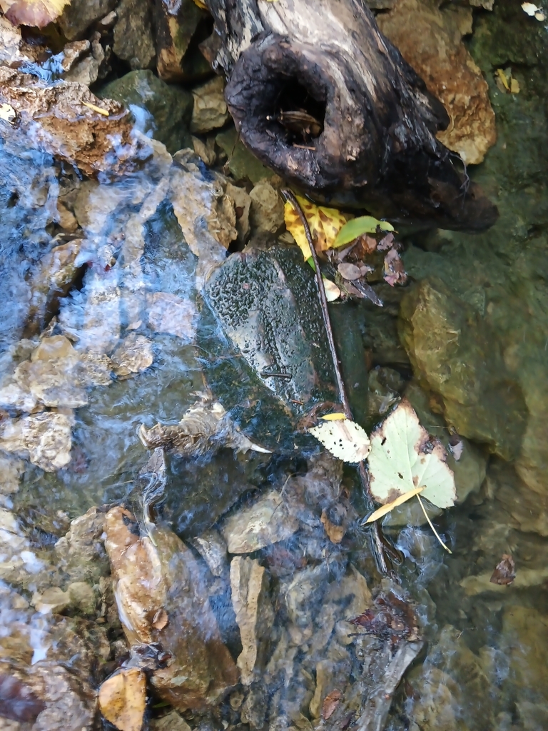 Common Snapping Turtle from Austin Hills, Austin, TX 78759, USA on ...