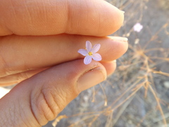 Leptosiphon liniflorus