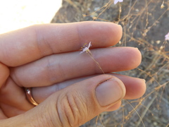 Leptosiphon liniflorus