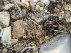 Eremobatidae