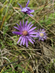 Symphyotrichum sericeum