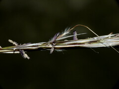 Austrostipa stipoides