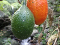 Momordica cochinchinensis