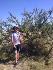 Vachellia farnesiana