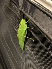 Microcentrum retinerve