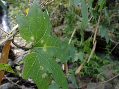 Momordica cochinchinensis