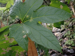 Momordica cochinchinensis