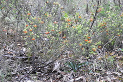 Pultenaea humilis