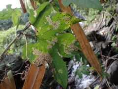 Momordica cochinchinensis