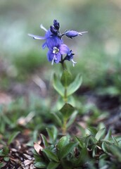 Veronica cusickii