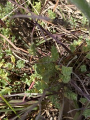 Pimelea spinescens