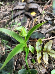 Pterostylis