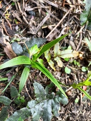 Pterostylis