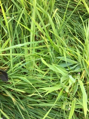Paspalum distichum