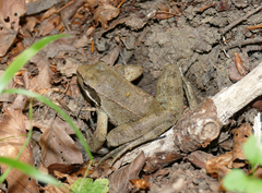 Rana italica