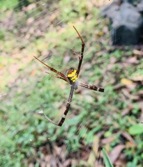Argiope anasuja