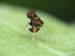Chrysopilus basilaris