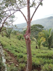 Bursera simaruba image