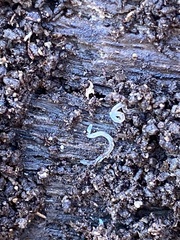 Enchytraeidae