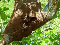 Eupsittula canicularis