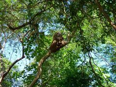 Eupsittula canicularis