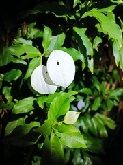 Mussaendeae