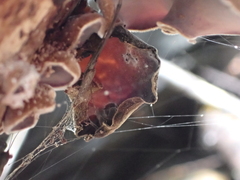 Auricularia polytricha