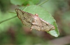 Hypolamprus gangaba