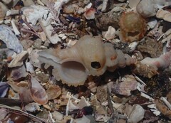 Chicoreus denudatus
