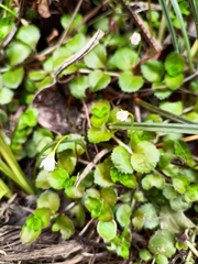 Epilobium pedunculare
