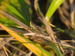 Chorthippus fallax fallax