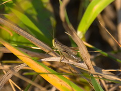 Chorthippus fallax fallax