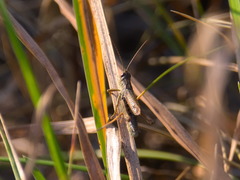 Chorthippus fallax fallax