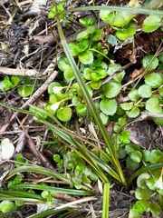 Epilobium pedunculare