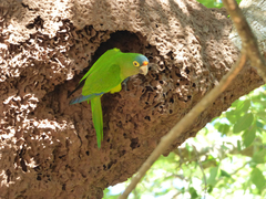 Eupsittula canicularis